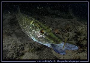 .... and the Trout in the stomach of the Pike.... :O)... by Michel Lonfat 